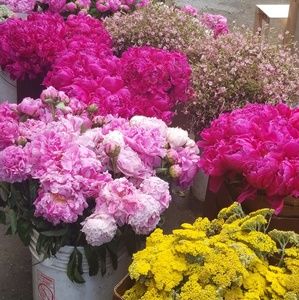 Meet your Posher, Rose